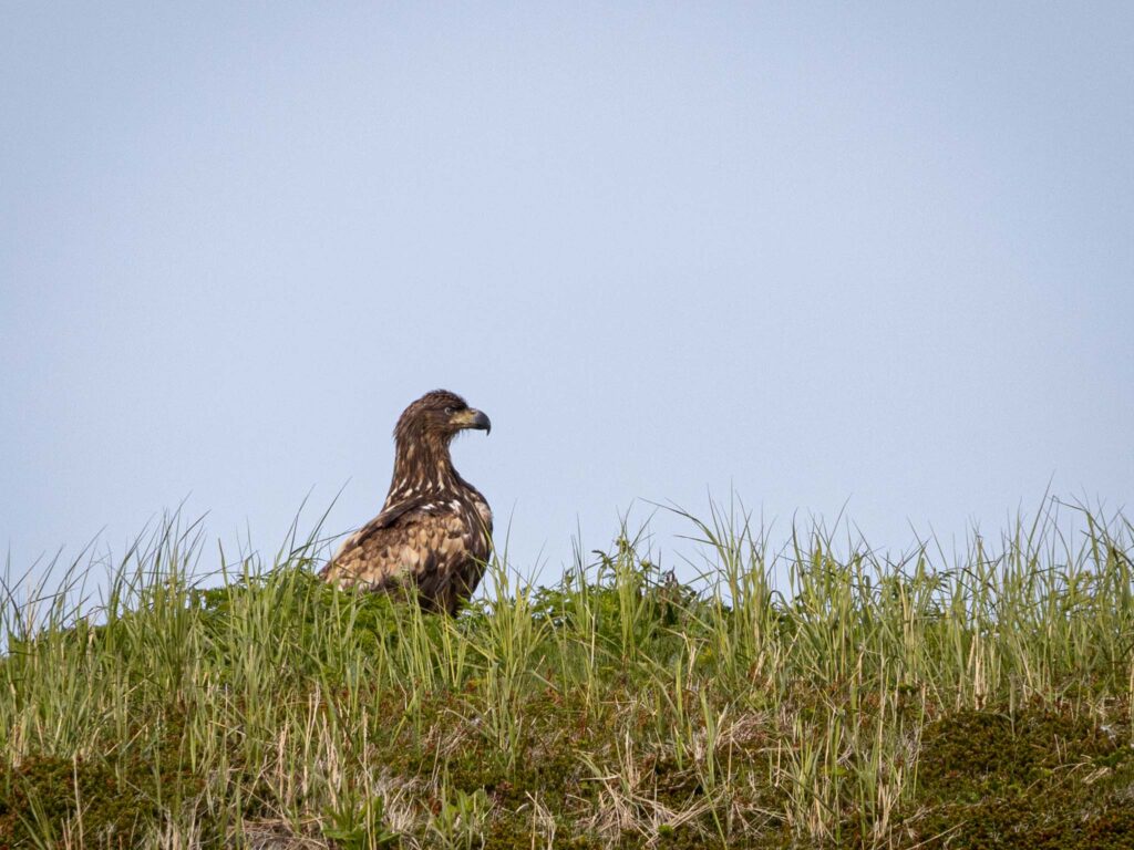 Havørn sitter i gresset.