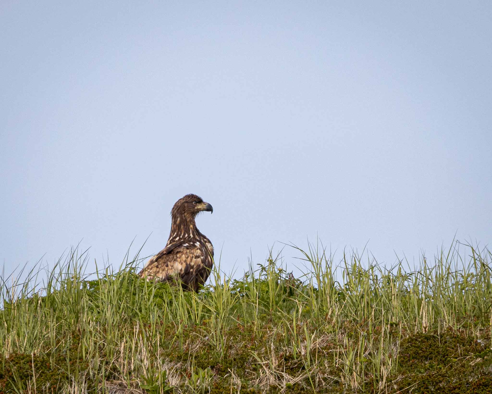 Havørn sitter i gresset.
