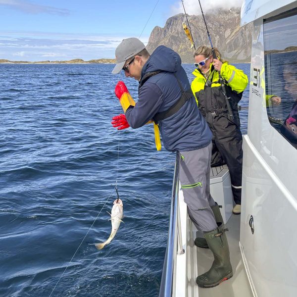 Gjester på fisketur og får fangst på fiskestangen.