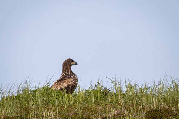 Havørn sitter i gresset.