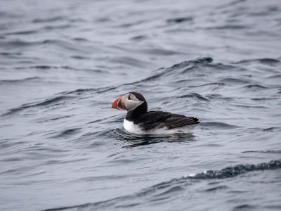 Lundefugl på havet.