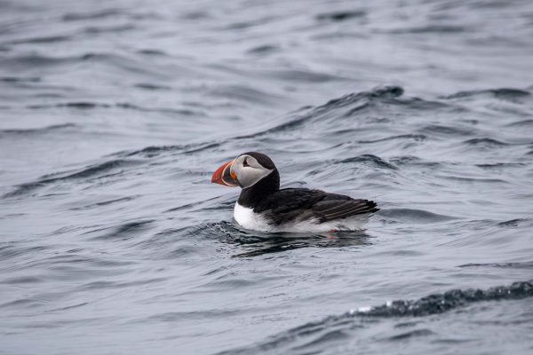 Lundefugl på havet.